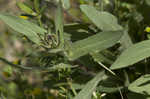 Firewheel <BR>Indian Blanket